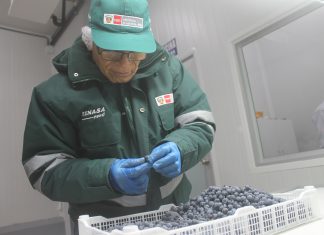 Moquegua se convierte en nueva región agroexportadora de arándanos
