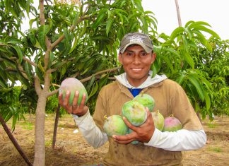 Altas temperaturas no tienen impacto en producción agrícola de Piura