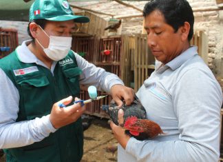 Más de 4500 productores avícolas beneficiados con vacunación contra Newcastle en Arequipa