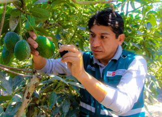 Industria mexicana preparará guacamole con palta peruana