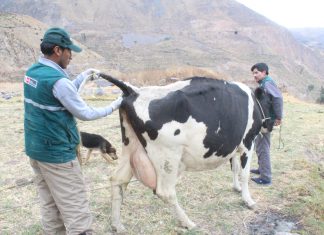 Arequipa: MINAGRI ejecuta monitoreo para descartar la Brucelosis en ganado arequipeño
