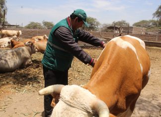 Senasa participará en XX Feria Ganadera que se desarrollará en Lambayeque