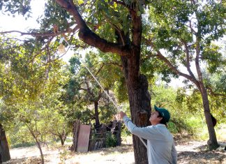 MINAGRI impulsa proyecto de erradicación de moscas de la fruta en Tumbes