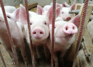 MINAGRI vacuna en dos meses a más de 25 mil cerdos en Cusco