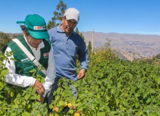 Áncash: Senasa atendió ocurrencia de plagas en cultivos de aguaymanto