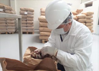 Senasa: Cacao nativo de Junín llegará a mercado alemán
