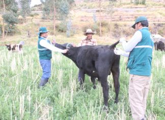 Senasa evaluará a 70 mil animales en cuencas lecheras de Arequipa