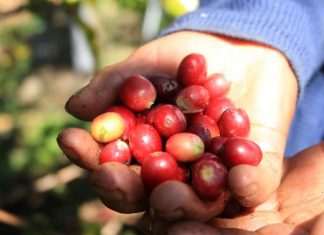 Cafetaleros capacitados por SENASA controlan plagas de importancia económica en sus campos