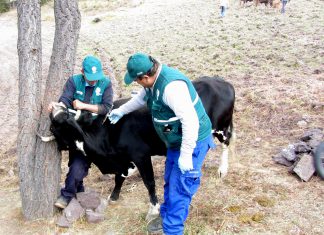 La Libertad: Campaña contra el Carbunco Sintomático benefició a más de 6 mil familias ganaderas