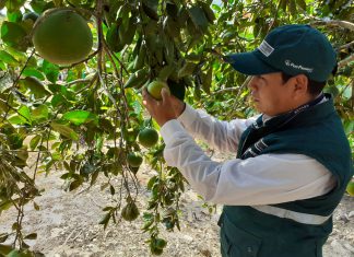MINAGRI despliega acciones para prevenir el ingreso del dragón amarillo en la selva central
