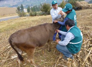 Senasa evaluará a más de 800 animales para descartar presencia de Brucelosis Bovina en Apurímac