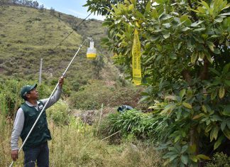 Limatambo y Mollepata ya cuentan con red de vigilancia de Mosca de la Fruta