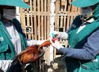 Vacunan a más de 388 mil aves para prevenir la enfermedad de Newcastle en La Libertad