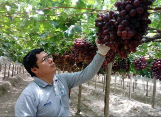 Piura: Exportación de uva supera las 54 mil toneladas en el inicio de la campaña