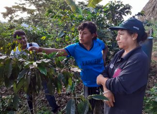 Cafetaleros de la Selva Central fortalecen capacidades para el control de plagas en sus cultivos