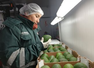 Ica: Campaña de exportación de palta 2019 conquistó veinte mercados internacionales