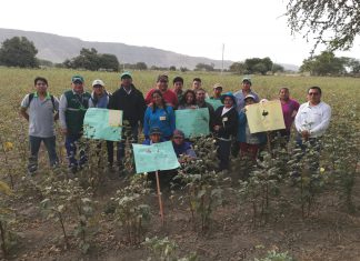 MINAGRI fortalece capacidades de pequeños productores de algodón en Ica