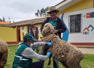 MINAGRI ejecuta acciones cívicas para proteger la ganadería familiar en La Libertad