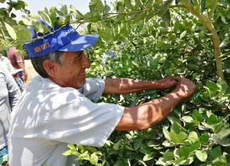 Agricultores piuranos mejorarán producción de limón con uso de controladores biológicos
