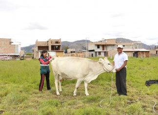 Evalúan de manera preventiva ganado lechero en Cajamarca