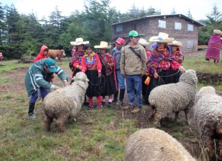 Comunidades quechua hablantes mejorarán producción con Buenas Prácticas Ganaderas