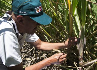 Productores implementan uso de controladores biológicos para contrarrestar plagas en Caña de azúcar