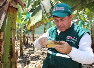Mantienen vigilancia fitosanitaria en más de 200 hectáreas de banano del valle del Santa