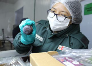 Exportación de higos ancashinos se consolida en mercados internacionales