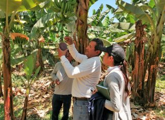 Productores de Lambayeque comprometidos a prevenir el ingreso del Fusarium Raza 4 Tropical