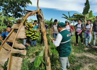 Productores de Loreto unidos para evitar el ingreso de Fusarium Raza 4 Tropical