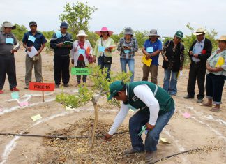 Tacna: MINAGRI fortalece agricultura familiar a través de escuelas de campo
