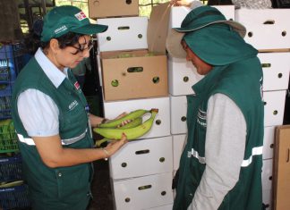 Ucayali inicia exportación de plátano bellaco a Chile
