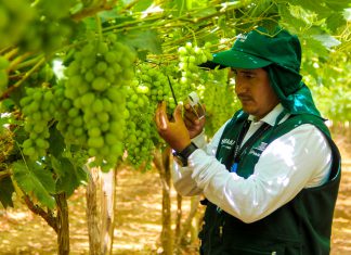 Crecerán exportaciones de uva fresca con acceso a mercado argentino