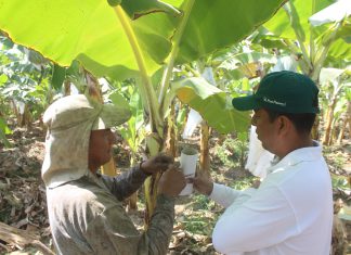 Control Biológico para el manejo integrado de plagas en banano