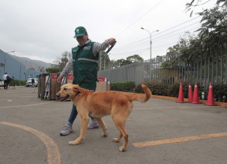 Minagri reconoce a canes tras servicio en beneficio de la agricultura nacional