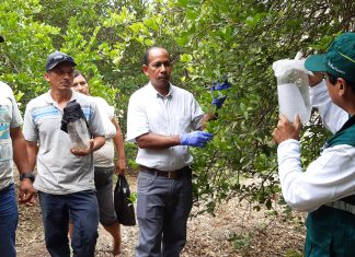 Buenas Prácticas Agrícolas elevará producción de limón de pequeños agricultores
