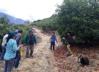 Moscas de la fruta: Identifican puntos para instalación de trampas en Cusco