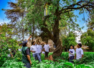 MINAGRI amplía zonas de monitoreo de moscas de la fruta en Apurímac