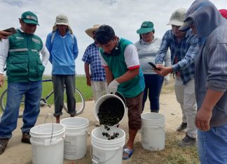 MINAGRI y agricultores de Piura mantienen cultivos de arroz libres del caracol manzana
