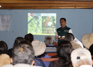 Promueven producción y sanidad de plantones forestales nativos en Cajamarca
