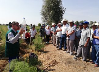 Productores de espárragos preparados para cumplir con requisitos fitosanitarios de exportación