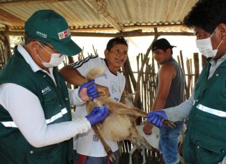 MINAGRI desarrolló jornada cívica en beneficio de ganadería familiar de Motupe