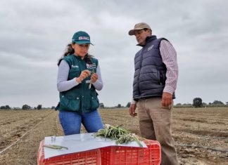 Productores de espárrago se capacitan para superar nueva normativa de exportación