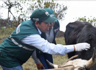 Acciones de prevención resguardan ganadería familiar de Cusco