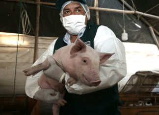 Minagri realizó simulacro de contingencia contra Peste Porcina Africana