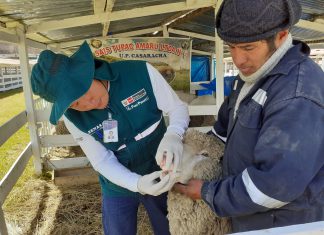 Atención de ganadería familiar benefició a productores de Junín
