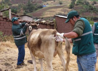Evalúan animales para descartar enfermedad que afecta a bovinos en Cusco