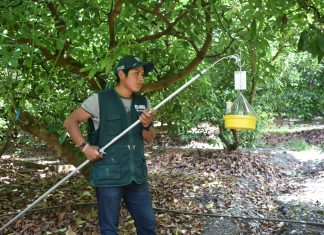 Más de 20 mil productores de Andahuaylas se beneficiarán con red de vigilancia de Mosca de la Fruta