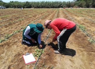 Ica: Productores de espárrago preparados para exportar a Europa y Estados Unidos