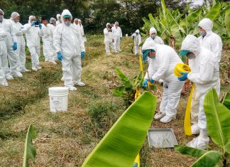 MINAGRI lidera primer simulacro de detección y control de Fusarium Raza 4 Tropical en Piura